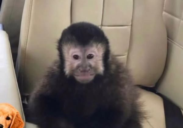 Macaco-prego de ex-deputado morre após fugir e atacar moradores em Salvador