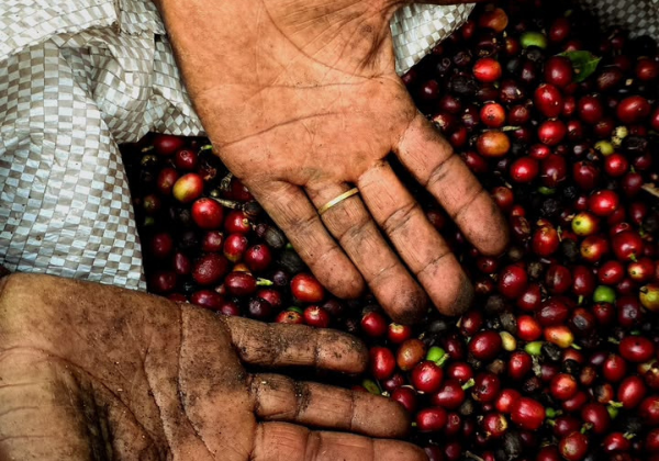 Única cidade do Nordeste na disputa, Piatã coloca 13 cafés entre os melhores do Brasil