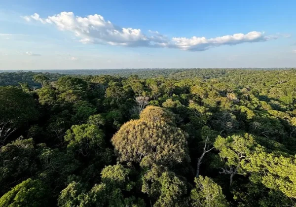 Amazônia e Cerrado evitaram emissões equivalentes às do Japão