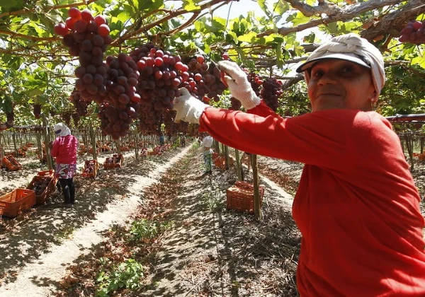Agricultura baiana atinge R$56,2 bilhões em 2025